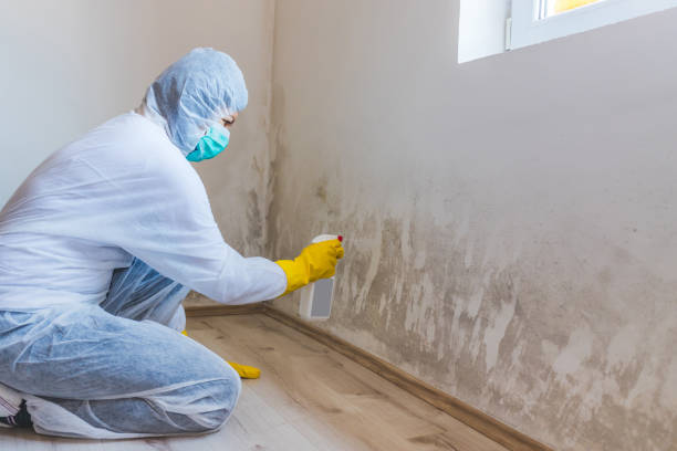 Licensed Mold Remediation service in Hendersonville, TN - WQB Mold Removal